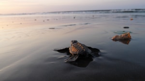 WILDLIFE, TURTLE, & OBSERVATORY